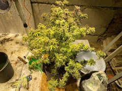 «Якщо марихуана подорожчала, це вже позитивний результат»