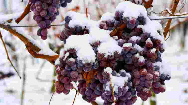 Захист виноградника: правила і терміни обприскувань від шкідників