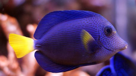 Яких рибок можна утримувати по одній: топ-7 видів-самітників