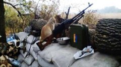 Котики і гумор на варті України