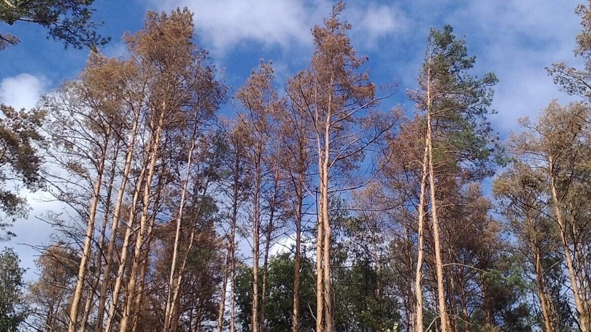 Росія хоче вирубати і продати український ліс, щоб фінансувати свою армію