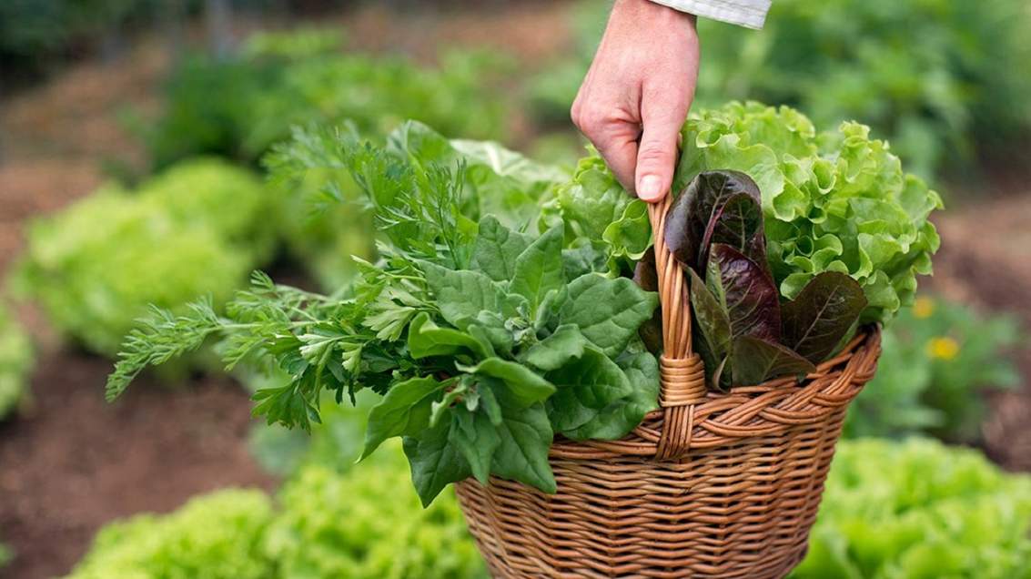 Що вигідно садити на продаж на грядці: перелік