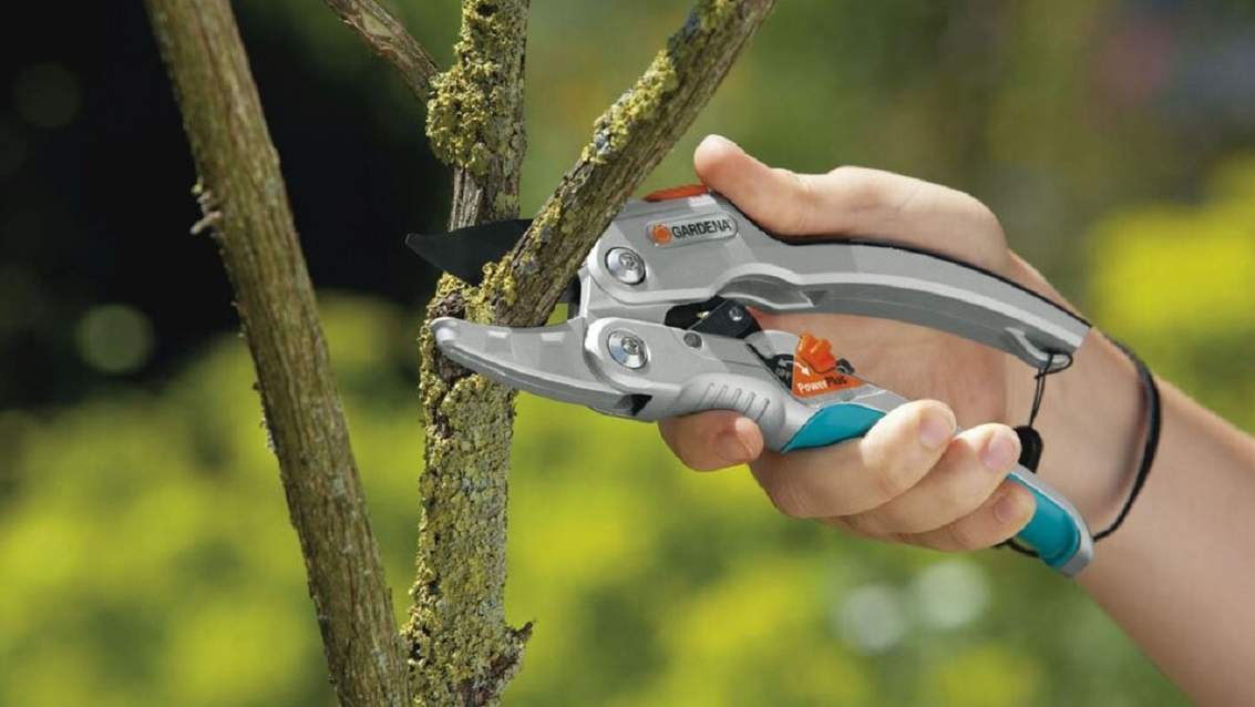 Весняна обрізка дерев: правила та терміни