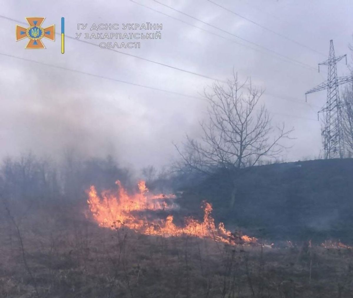 Сільрада на Закарпатті оголосила винагороду за інформацію про місцевих паліїв трави