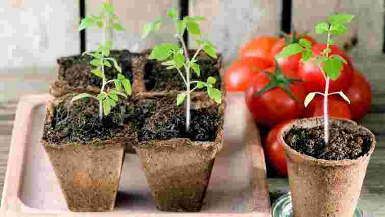 Як доглядати розсаду помідорів: корисні поради
