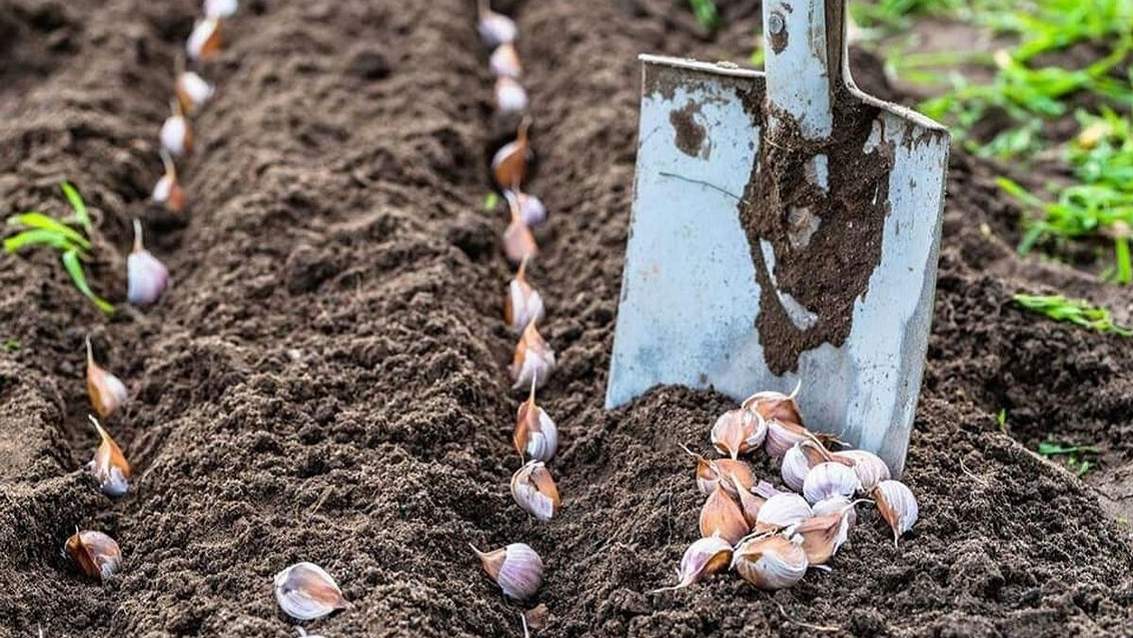 Як і коли садити ярий часник навесні: інструкція та поради