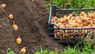 Як підвищити врожайність картоплі: правила яровизації