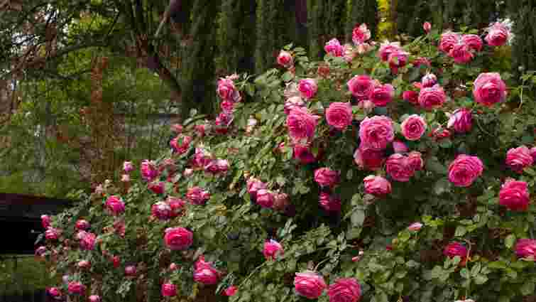 Топ-7 сортів пишних троянд: опис та особливості