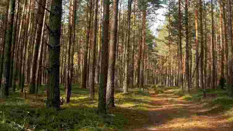 Мешканцям Львівщини заборонили в’їзд  в ліси транспортом та розведення вогню