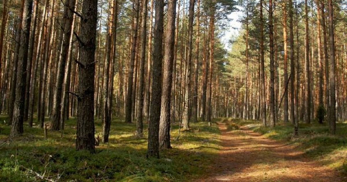 Мешканцям Львівщини заборонили в’їзд  в ліси транспортом та розведення вогню