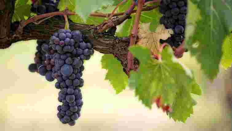 Підживлення винограду: терміни та правила
