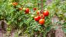 Виростити помідори без розсади: переваги, недоліки та поради