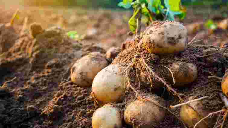 Рання картопля: найкращі сорти та терміни посадки