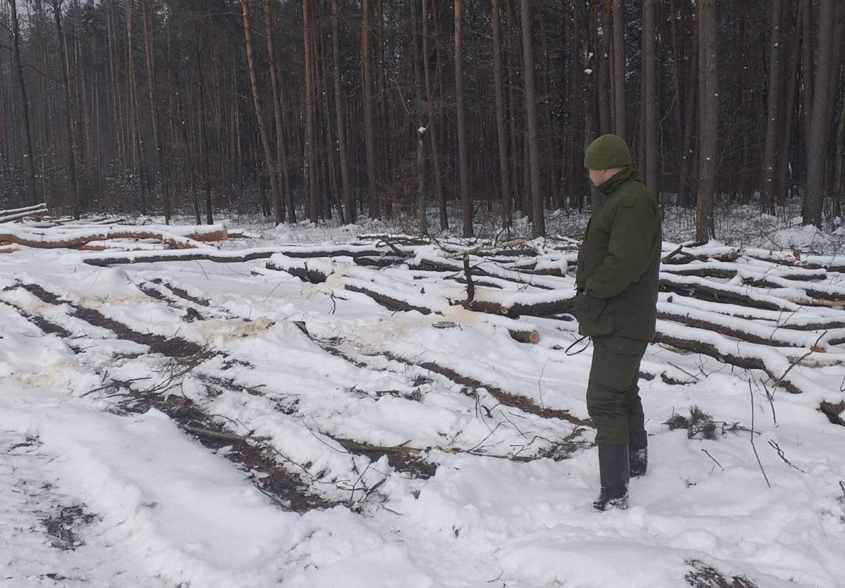 Підприємство на Хмельниччині заплатить майже 11 млн грн за незаконну вирубку дерев 