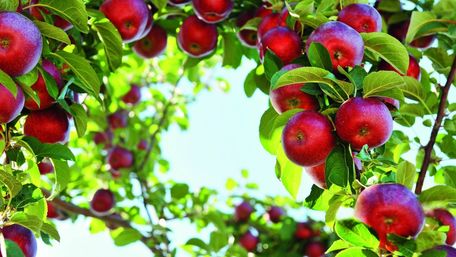 Хвороби яблунь: симптоми та як з ними боротися