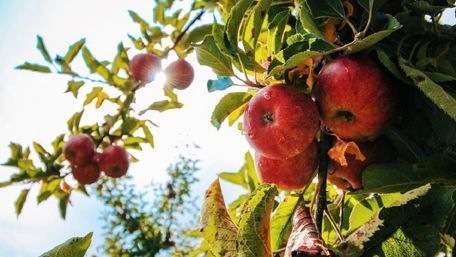 Найпоширеніші шкідники яблунь: як з ними боротися