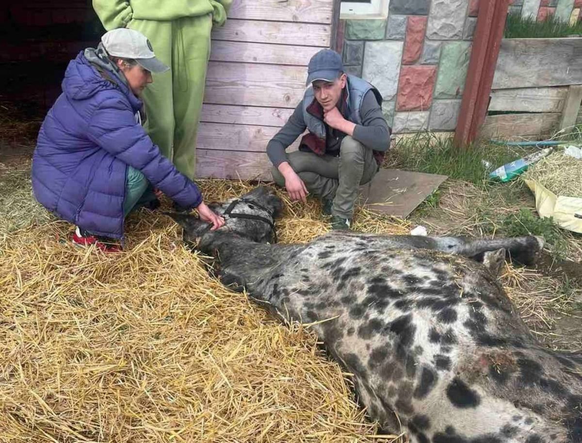 У клубі під Чернівцями внаслідок зневоднення помер кінь із Будапештського цирку