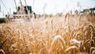Росіяни планують вивозити зерно і овочі з окупованої Херсонщини