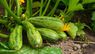 Як вирощувати ранні кабачки: поради та найкращі сорти