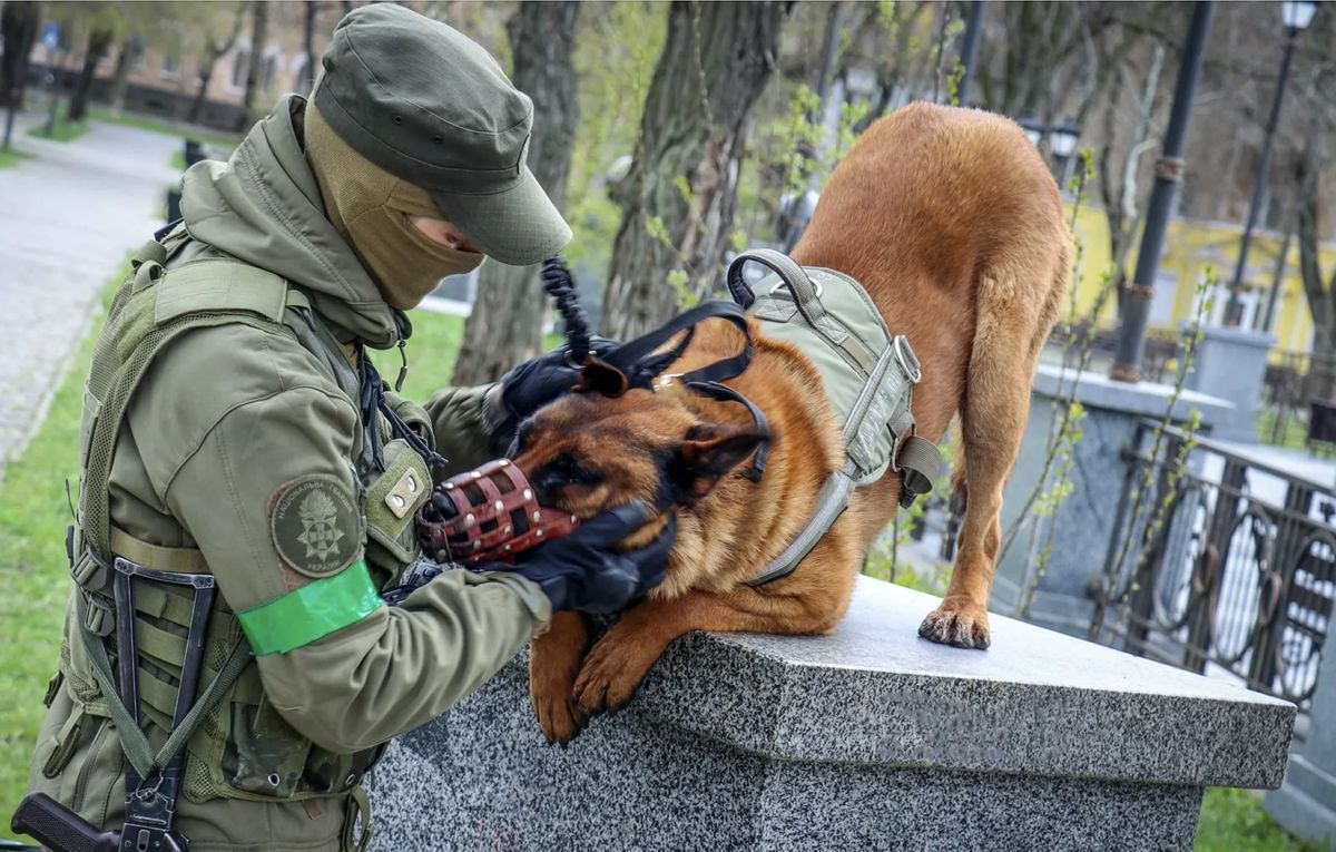 У лавах Нацгвардії України служить вівчарка з Росармії
