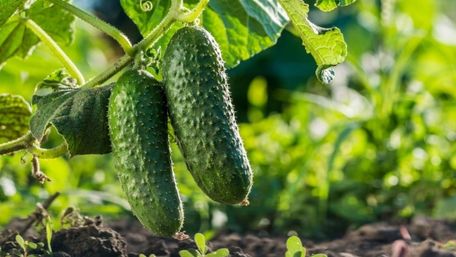 Як збільшити урожай огірків: правила прищипування