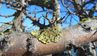 Як позбутися моху і лишайників на плодових деревах: дієві способи