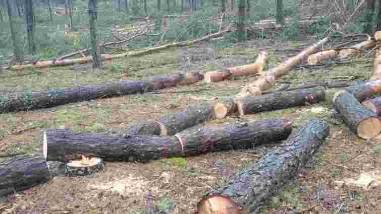 У лісі на Рівненщині виявили масову вирубку дерев на 47 млн грн