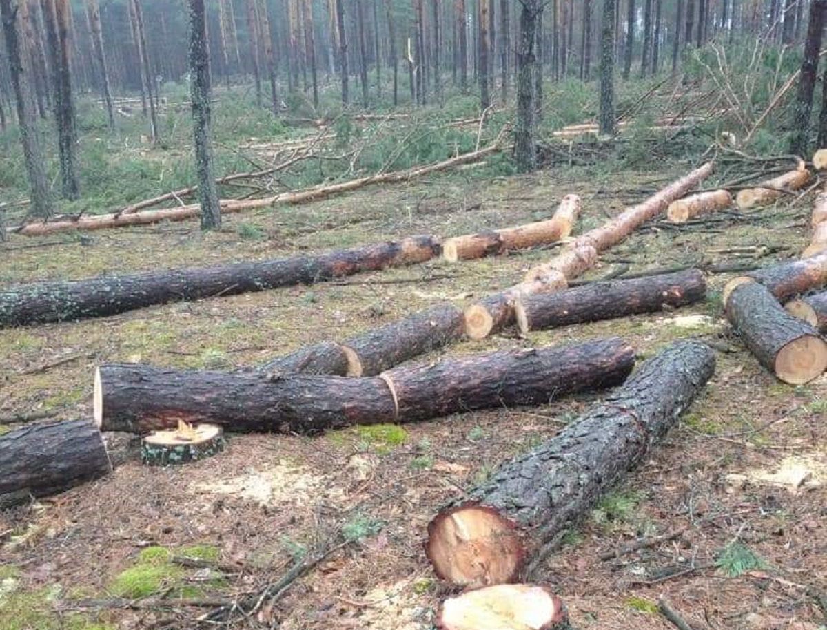У лісі на Рівненщині виявили масову вирубку дерев на 47 млн грн
