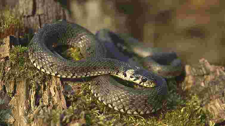 42-річний мешканець карпатського села потрапив у реанімацію через укус змії