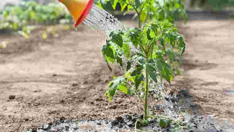 Як доглядати помідори у червні: перелік важливих робіт