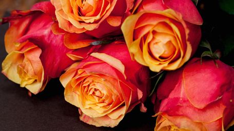 Топ-10 сортів троянд, які довго тримають квітку: опис та фото