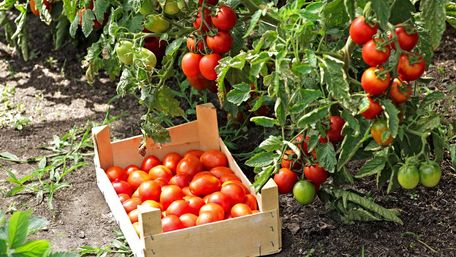 Як правильно пасинкувати помідори: інструкція