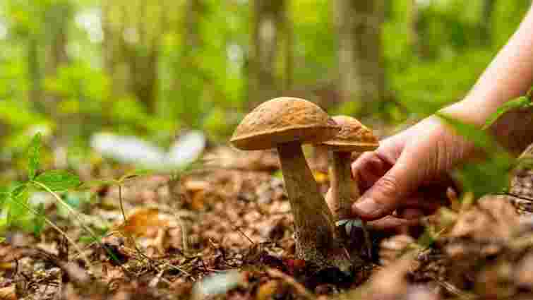 Як виростити лісові гриби в саду: три способи