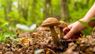 Як виростити лісові гриби в саду: три способи