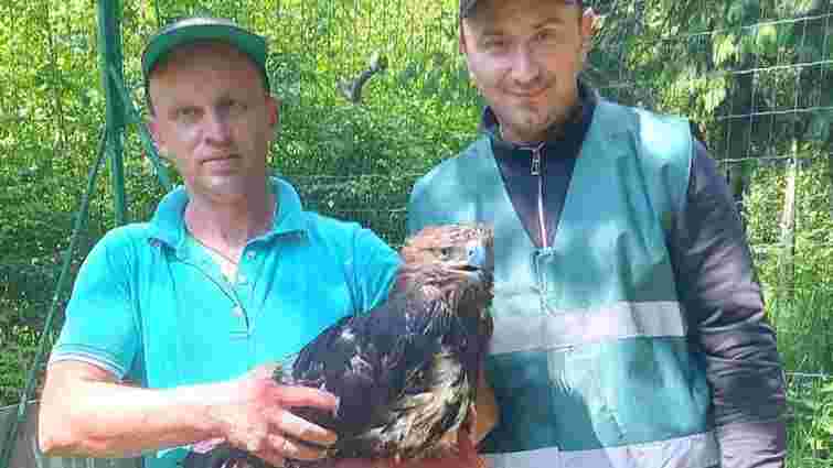 Із приватного зоопарку біля Буковелю вилучили червонокнижного орла 