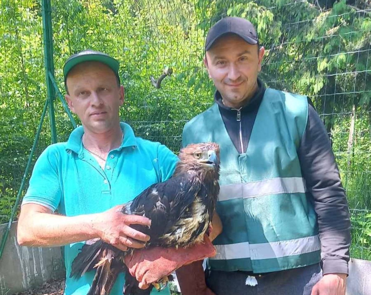 Із приватного зоопарку біля Буковелю вилучили червонокнижного орла 