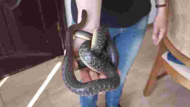 На території дитсадка у Новому Роздолі знайшли рідкісну півтораметрову змію