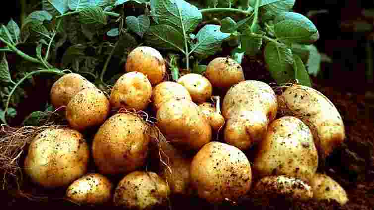 Якими добривами не слід підживлювати картоплю: пояснення