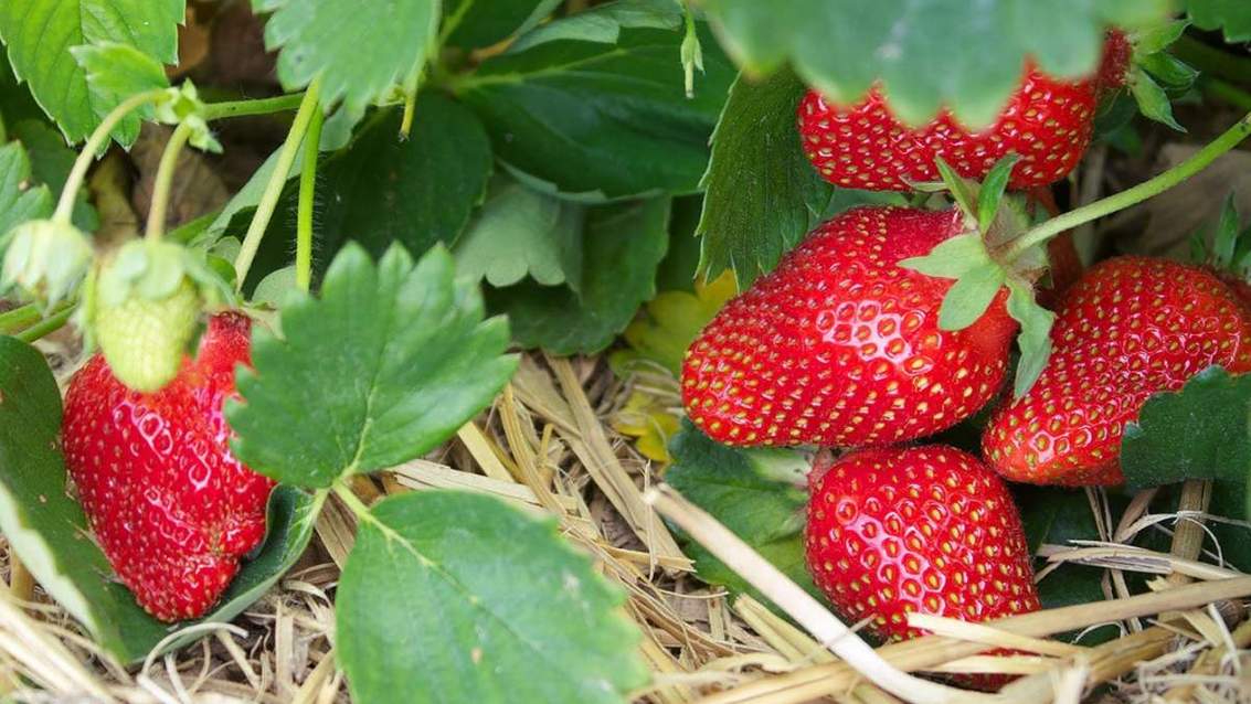 Догляд полуниці після плодоношення: головні правила