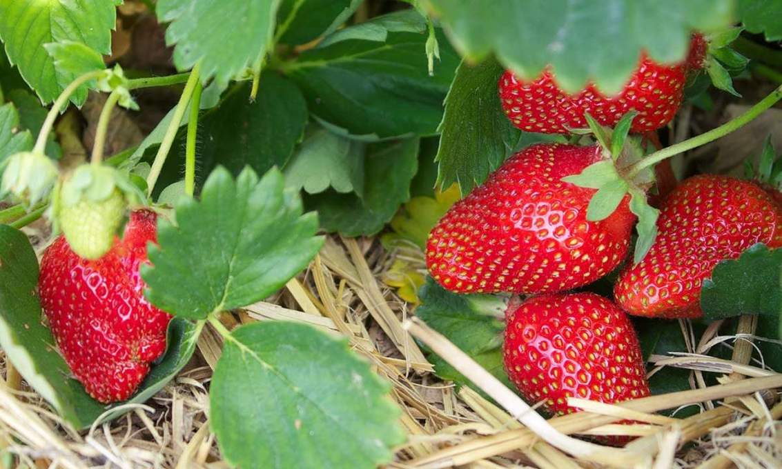 Догляд полуниці після плодоношення: головні правила