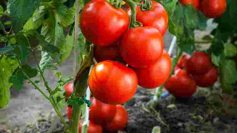 Як позбутися чорної мошки на помідорах: боротьба та профілактика