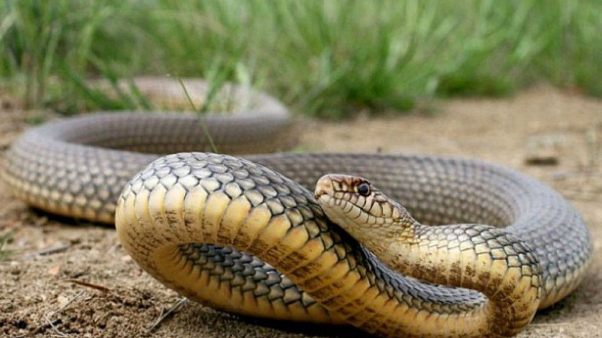 Троє людей на Львівщині потрапили в лікарні через зміїні укуси