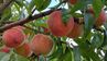 Вирощування персика з кісточки: переваги, недоліки та практичні поради