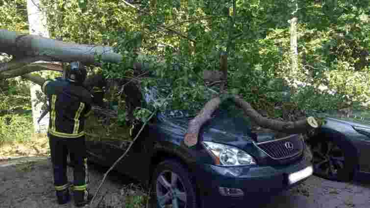 Завалене буревієм дерево пошкодило шість авто на парковці під Мукачевом