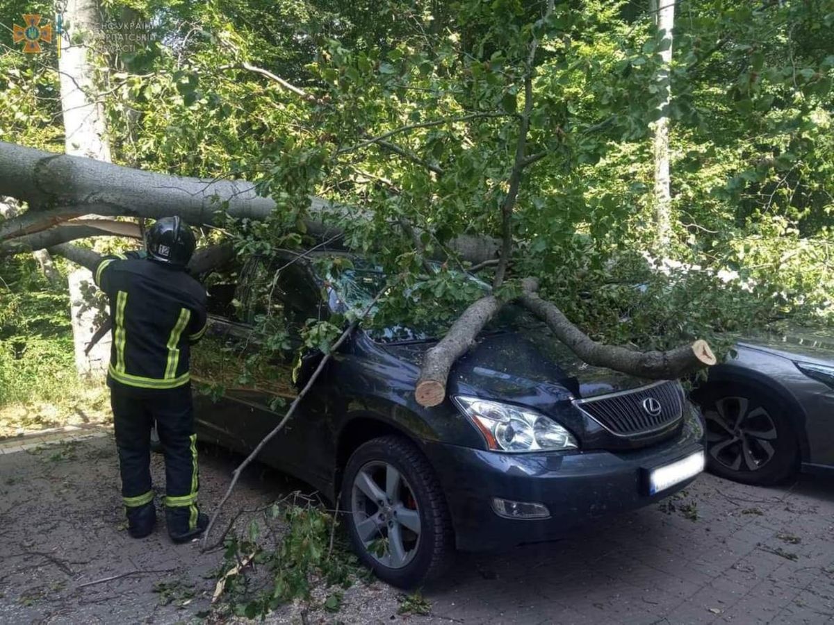 Завалене буревієм дерево пошкодило шість авто на парковці під Мукачевом