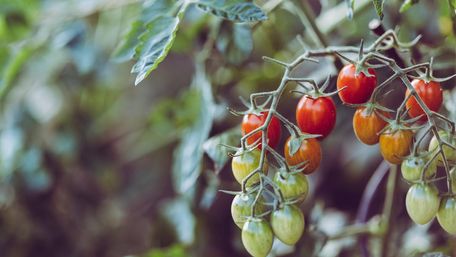 Як доглядати помідори у липні та серпні: список важливих робіт