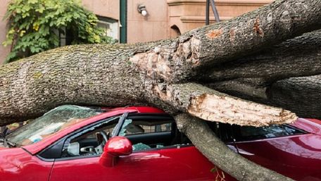 Львів’янин відсудив у міськради понад 135 тис. грн за повалене дерево на автомобіль