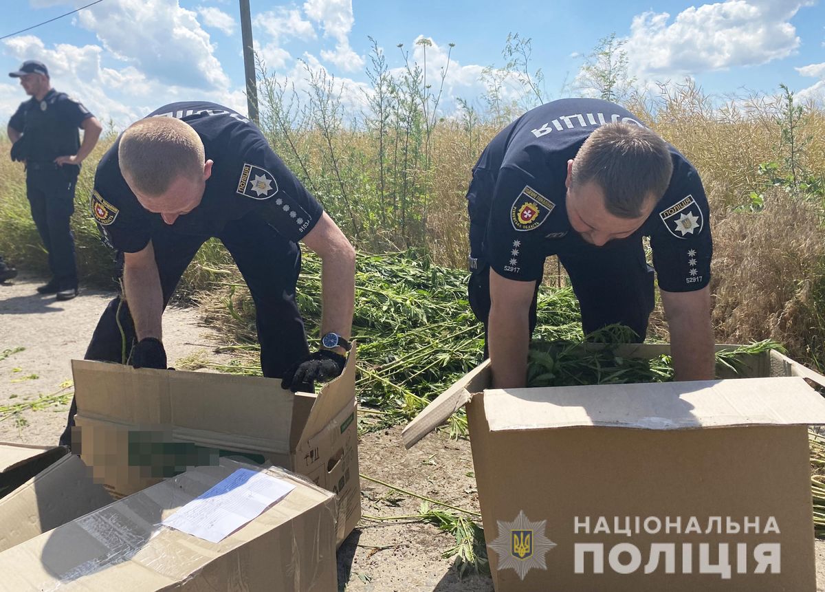 На околиці Рівного виявили конопляне поле площею 2 га