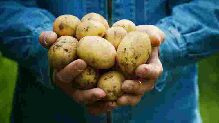 Навіщо садити картоплю влітку та як правильно це зробити: поради