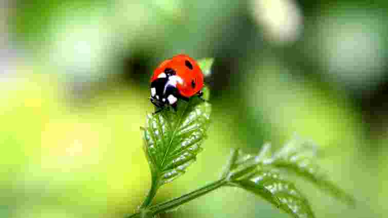 Корисні комахи в саду та на городі: перелік та опис